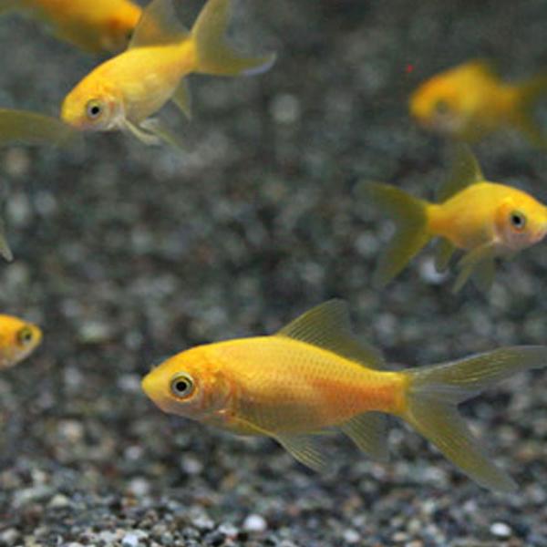 金魚 レモンコメット 5匹 約5cm前後 淡水魚 川魚 国産 Buyee Buyee 日本の通販商品 オークションの代理入札 代理購入