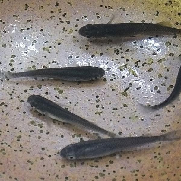 メダカ 黒龍 スーパーブラック透明鱗 10匹 めだか 変わりメダカ エムワイショップアクア 通販 Yahoo ショッピング