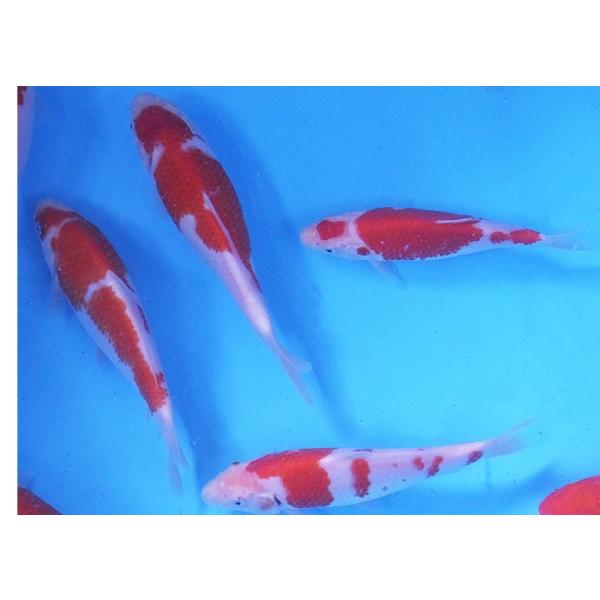 錦鯉 紅白（L） 1匹 約16cm〜21cm前後 ニシキゴイ 鯉 色鯉 生体