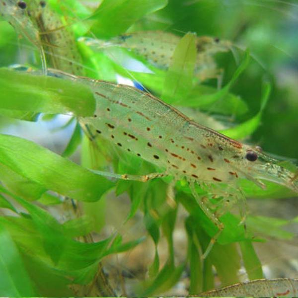 ヤマトヌマエビ 40匹 【水槽内でも飼える！水槽内のコケにも効果的】