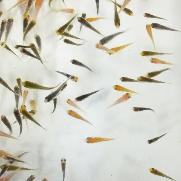 錦鯉mix 稚魚 50匹 1cm 5cm 生体 エムワイショップアクア 通販 Yahoo ショッピング