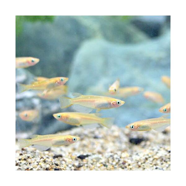 メダカ エサ用メダカ 0匹 めだか エサメダカ 川魚 餌用 Buyee Buyee Japanese Proxy Service Buy From Japan Bot Online