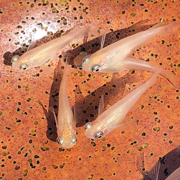 新規購入 ピンク出目メダカ メダカ 匹 変わりメダカ メダカめだか 観賞魚生体 Www Reinnec Cl