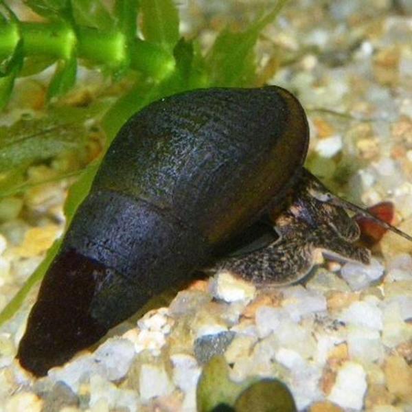 カワニナ40匹　【水質浄化/天然】