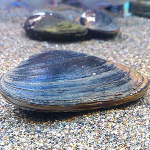 ドブガイ3匹 ドブ貝 淡水二枚貝 タナゴ カネヒラ 産卵 繁殖 川魚 エムワイショップアクア 通販 Yahoo ショッピング