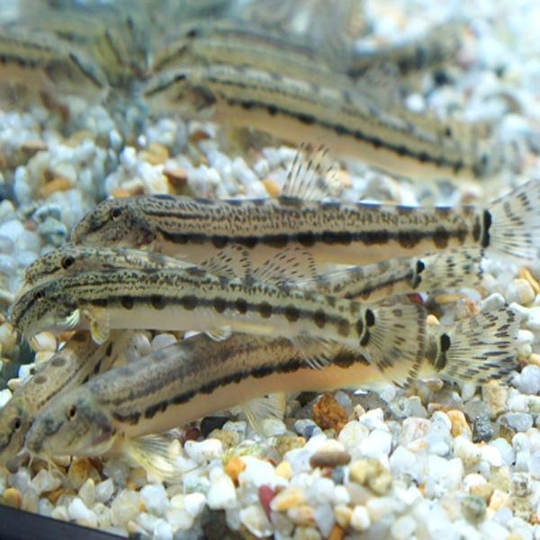 スジシマドジョウ5匹 (L) 5cm〜9cm前後/どじょう/淡水魚/川魚