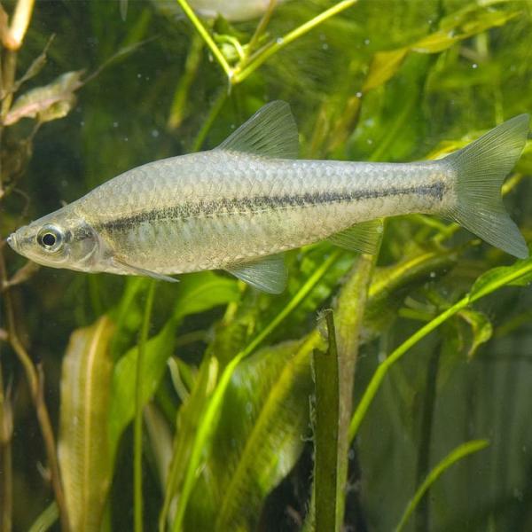 モツゴ 10匹（S〜M）3cm〜6cm 川魚 淡水魚