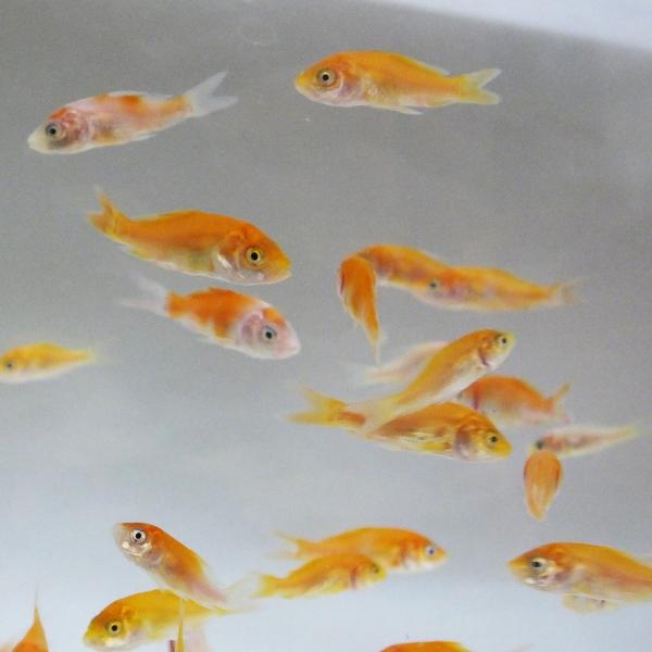 錦鯉mix 稚魚紅白30匹2 5cm 生体 Buyee Buyee 提供一站式最全面最專業現地yahoo Japan拍賣代bid代拍代購服務bot Online