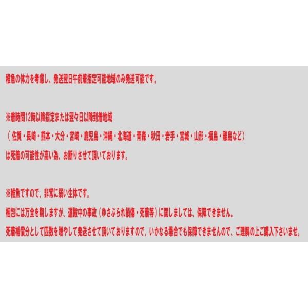 錦鯉mix 稚魚紅白30匹2 5cm 生体 Buyee Buyee 提供一站式最全面最專業現地yahoo Japan拍賣代bid代拍代購服務bot Online