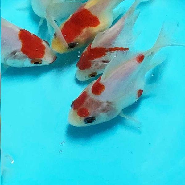 新潟玉サバ特大青木産地