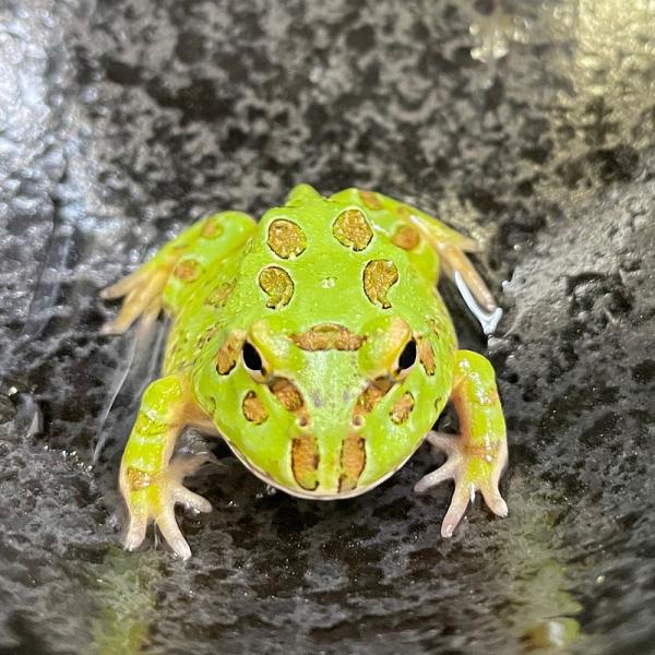 ツノガエル 飼育 みんな探してる人気モノ ツノガエル 飼育 ペット ペットグッズ