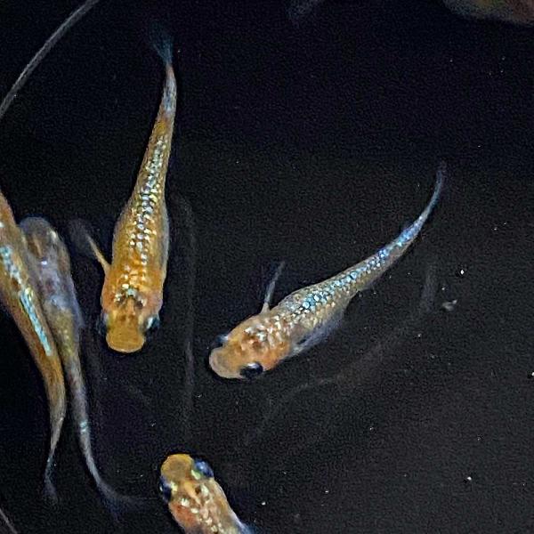 メダカ ユリシスメダカ（3匹）ユリシスめだか 極ラメ ラメメダカ