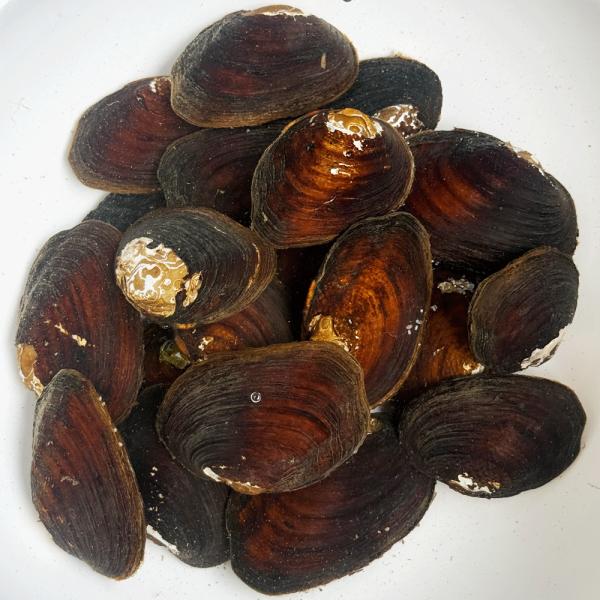 【選別不可】マツカサ貝・ニセマツカサ貝混合  5匹   5〜8cm前後    マツカサガイ/淡水二枚貝/タナゴ/カネヒラ/産卵/繁殖 川魚