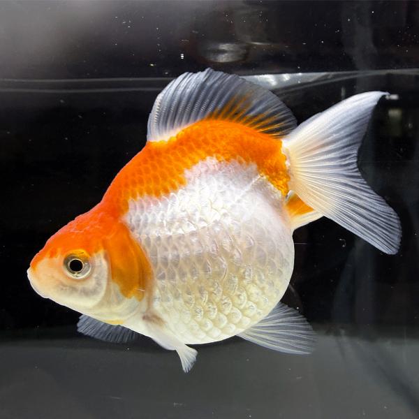 現代美術 提物根付 作家一点物【金魚(ピンポンパール)】 国産】 ピンポンパール 一点物 約7cm 1匹 （P-001） パールスケール