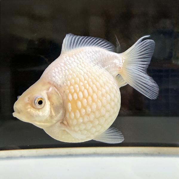 現代美術 提物根付 作家一点物【金魚(ピンポンパール)】 国産】 ピンポンパール 一点物 約9cm 1匹 （P-010）パールスケール