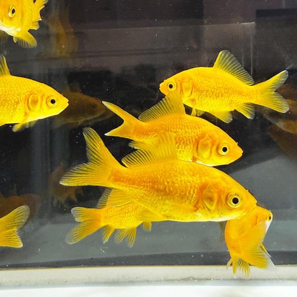 【国産】キラキラコメット 1匹 約3〜6cm 生体 金魚 キラキラ コメット [ エサ 餌 きんぎょ キンギョ 川魚 生体 ]