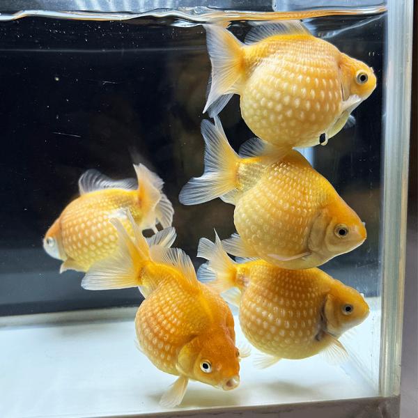 【国産】ピンポンパール 1匹  9〜11cm前後　金魚  パールスケール