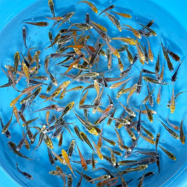 錦鯉  稚魚 光物MIX  20匹  約5〜8cm前後