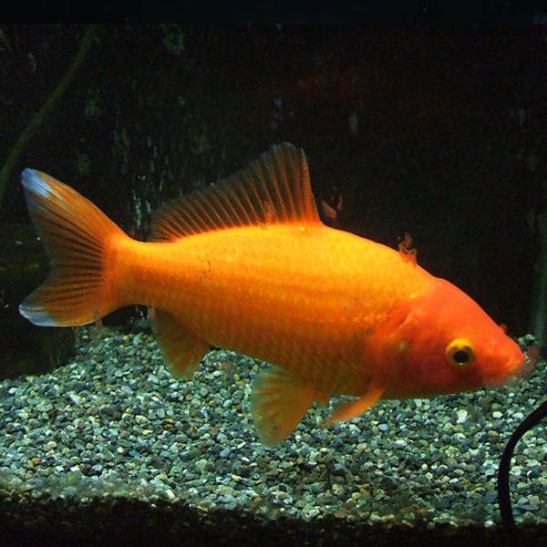 【生体】金魚 和金 エサ用金魚（3匹）約9cm〜12cm前後 生餌 エサ金 餌金 和金 川魚