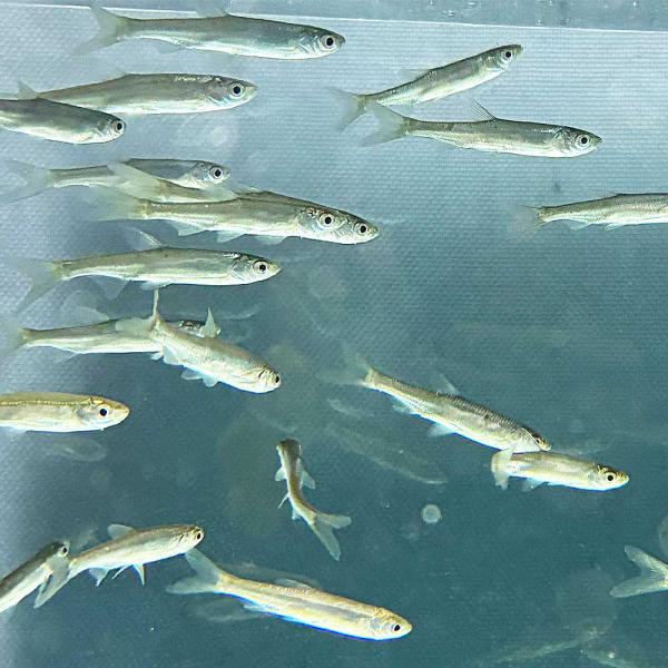 希少 カワイワシ 3匹（S）4cm〜7cm前後 川魚 生体 淡水魚