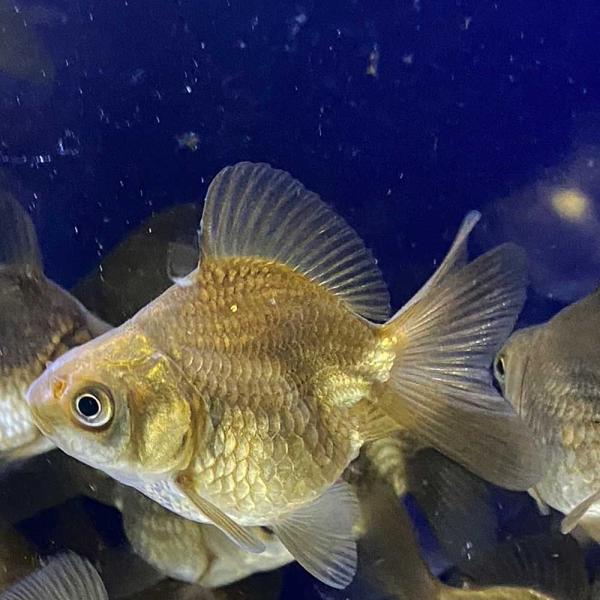 国産金魚】金魚 黒ダルマ琉金 ショートテール 3匹 約6cm〜7cm前後