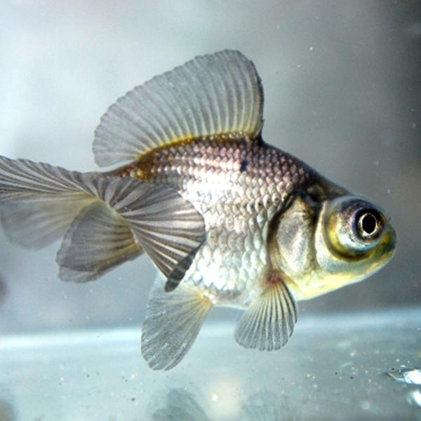 【名称】青文魚（セイブンギョ）※画像は参考個体です。予めご注意ください。（画像によく似た個体になります）【サイズ】4cm〜6cm前後【生体数】1匹【死着補償分】無し魚体の特徴は、青黒色のオランダ獅子頭といえば分かりやすい。肉瘤の出る高頭タイ...