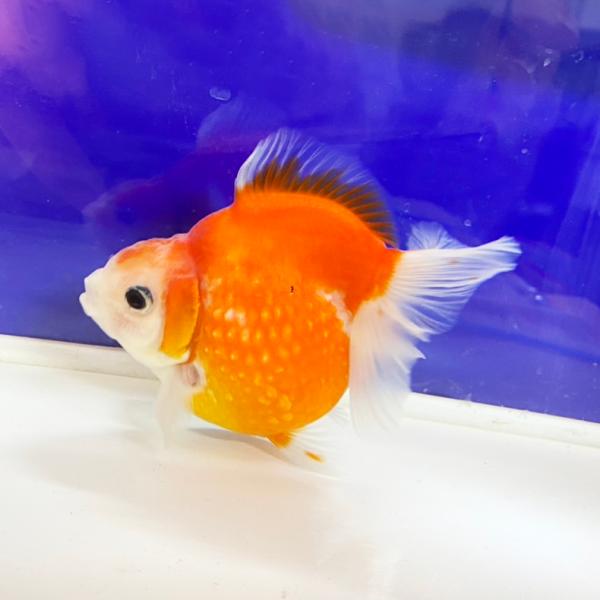 国産 金魚 ピンポンパール サイズ 約 8cm 一点物 パールスケール
