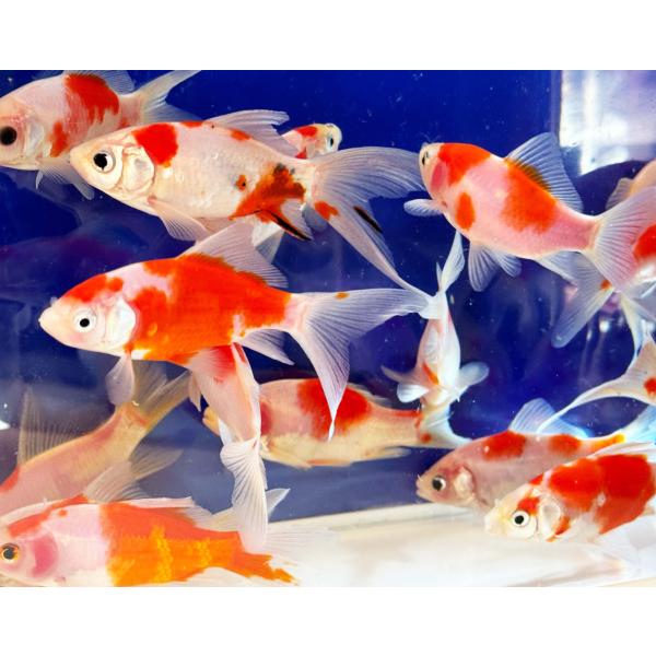 専用ページ 桜 金魚 aquapet_sc-101-000120