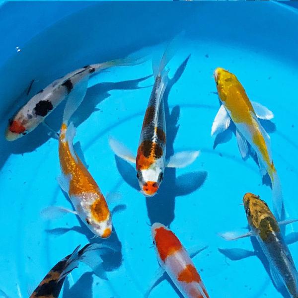 ※画像は参考個体です。【名称】ヒレナガニシキゴイMix 【サイズ】 10〜13cm前後です。【生体数】1匹とてもよく馴れ、なつくと手からえさを食べるようにもなります。 錦鯉は環境に合わせて成長しますので、大きな池だけでなく、小さな水槽でも飼...