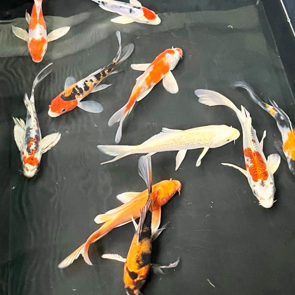 ヒレナガ錦鯉④ ヒレナガ錦鯉④ (elf) 首里のその他の中古あげます・譲ります