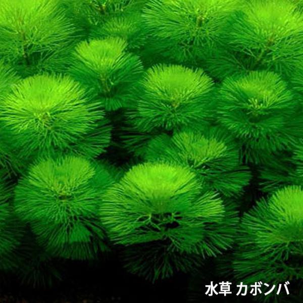 ※画像は参考画像です。【名称】カボンバ【サイズ】約15cm〜20cm前後【本数】10本※輸入品になりますので、薬品が付着している場合が御座います。使用前によく洗い流しての使用をオススメ致します。又エビとの混泳は国産の無農薬をオススメしており...