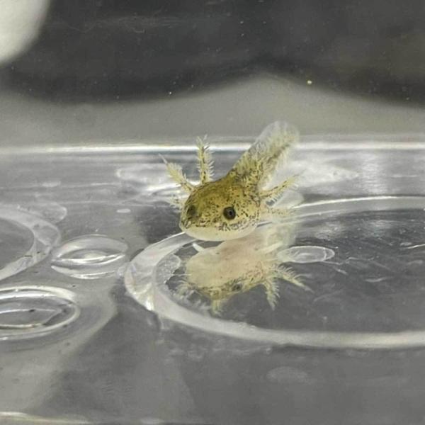 ウーパールーパー マーブル 2cm 3cｍ 両生類 Upa M S エムワイショップアクア 通販 Yahoo ショッピング