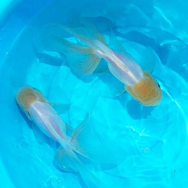 金魚、白オランダ獅子頭 国産 金魚 オランダ獅子頭 白勝ち 四国系 17cm〜20cm前後 オランダ