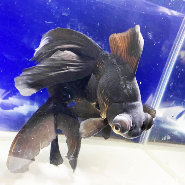 国産 金魚 黒出目金 1匹 約17cm クロデメキン 出目金