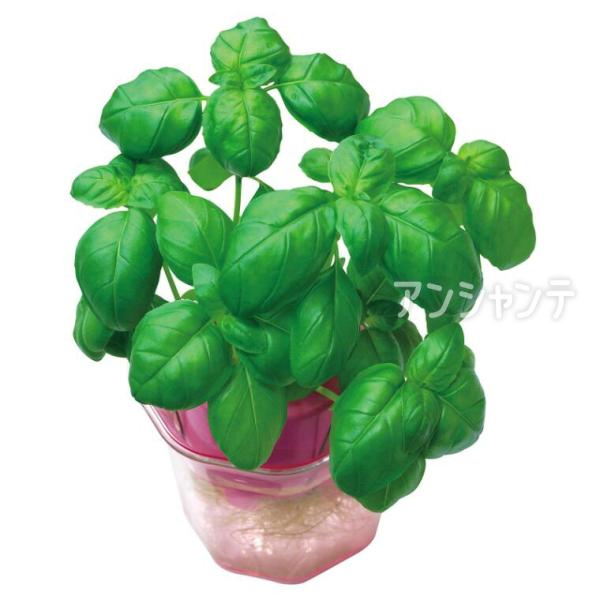 【商品説明】 水耕栽培に適したバジルの小袋種子です。約100〜120粒入りで、家庭や学習用におすすめです。土を使わず水耕栽培で簡単に育てられるため、初心者にもおすすめです。使い切りやすい小容量タイプ。■商品名バジル 0.5ml 小袋■サイズ...