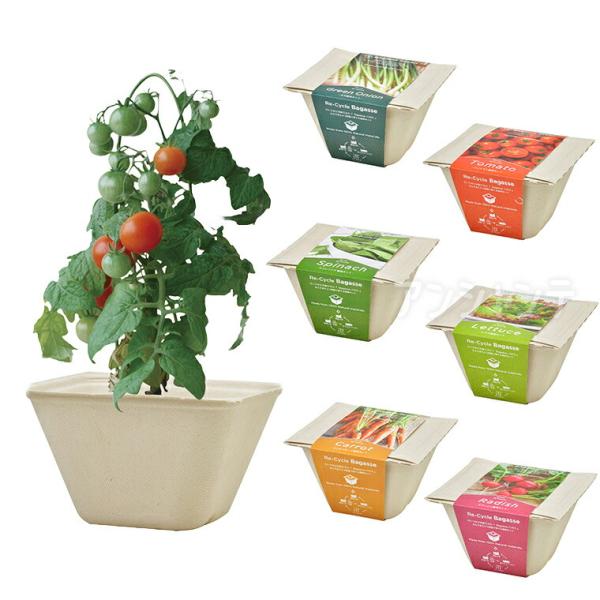 【商品説明】 サトウキビの絞りカス「バガス」からできたエコ容器で野菜を育てる栽培セット「バガスグリーン」です。ラディッシュは小型の鉢での栽培に適した小さくてかわいいミニダイコンです。種をまいてから30〜40日で収穫できます。厳寒期を除いてほ...