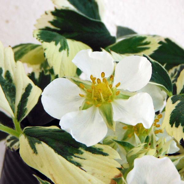 ★入荷から日数が経ったためセール価格となりました。商品の状態は画像と異なる場合があります。★寒さにも強い植物であるイチゴの斑入り品種。花は約1〜2cm程度で実も付きますが、観賞用としての利用をおすすめします。斑入り葉のコントラストがカラーリ...