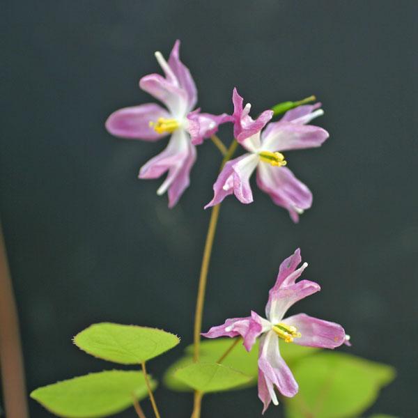 紅紫色の花が美しいイカリソウです。イカリソウは主に北海道の中部から本州の日本海側に自生する山野草で、船の碇（イカリ）に似た花をつけることからこの名がついています。日向でも日陰でも育てられます。観賞用や薬用として栽培されます。お庭の下草として...