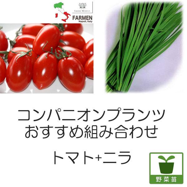 コンパニオン野菜として相性のよい、トマトとニラの苗セットです。家庭菜園の定番として人気のトマト、ナス、ピーマンは、いずれもナス科のため連作障害がおきやすく、毎年同じ場所で育てることが難しい野菜です。スペースが限られた家庭菜園でも、この人気の...