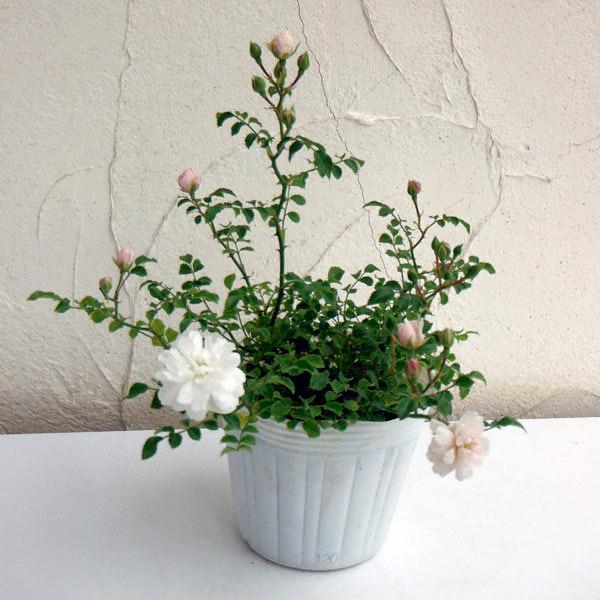 苗 花バラの苗 プチシャンテ スノーシャワー4 5号ポット4株セット バラ苗 園芸ネット