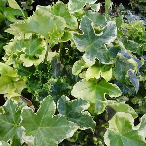 セシリアは、葉の縁に深く細かなウェーブの入るタイプのアイビーで、ブライダル等でも人気がある品種です。 鉢植え、ハンギング、寄せ植えにも利用できます。※詳しい商品説明は下のほうに記載があります