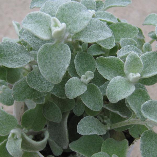 草花の苗 ヘリクリサム ペティオラレ シルバー3号ポット 1017 園芸ネット 通販 Yahoo ショッピング