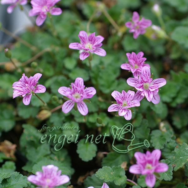 ゲラニウムの仲間です。ほふく性で丈夫で育てやすい姫フウロ草。春先から初秋にかけて茎を伸ばしながら次々とかわいい小花を咲かせます。花壇の前面や鉢植えに、またグランドカバーにも向きます。八重咲きのピンクです。※詳しい商品説明は下のほうに記載があります