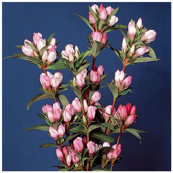 ★入荷から日数が経ったためセール価格となりました。商品の状態は画像と異なる場合があります。★秋の風情を感じさせる日本の代表的な秋草の一つです。薬用にも使われてきたことから「龍胆」という漢字が用いられています。桃花の品種です。※詳しい商品説明...