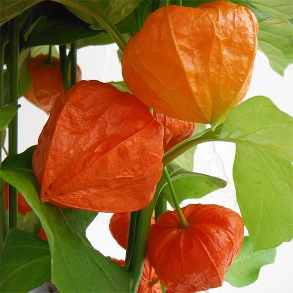 ホオズキ5号鉢植え