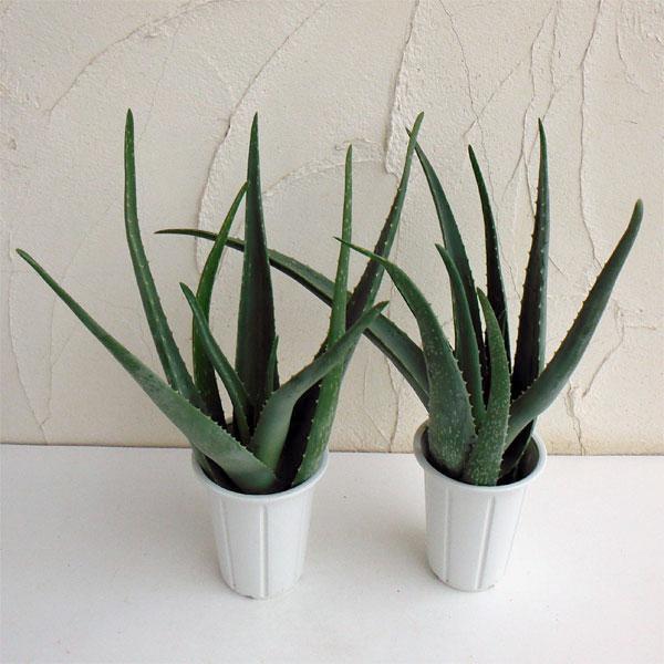 観葉植物 アロエ ベラ4号鉢 2株セット 園芸ネット 通販 Yahoo ショッピング