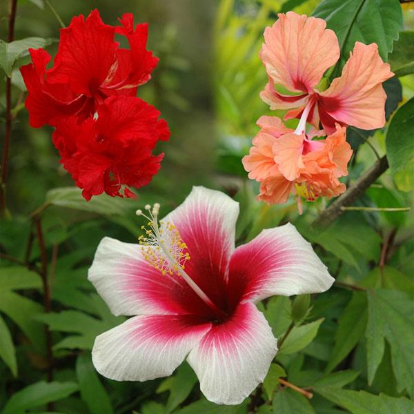 草花の苗 ハイビスカス ユニークな花の3種セット 102419 園芸ネット 通販 Yahoo ショッピング