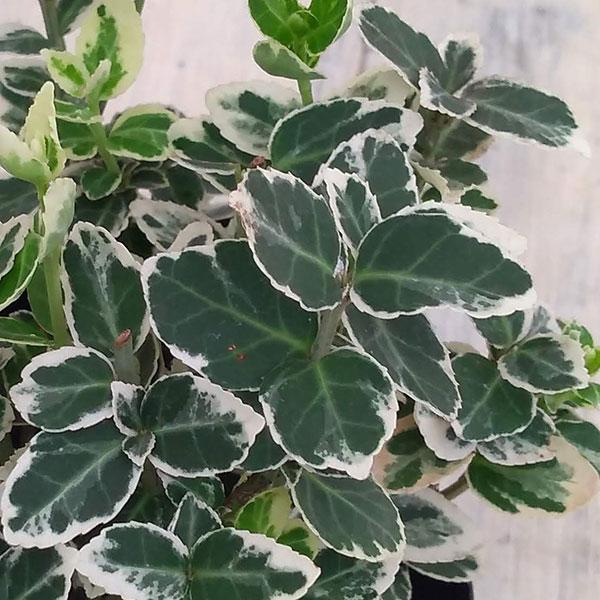 草花の苗 （わけあり特価）アメリカツルマサキ エメラルドガイディ（白斑）3号ポット