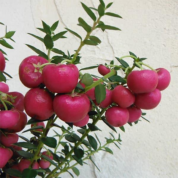 花木 庭木の苗 ペルネッティア 真珠の木 大実ハッピーベリーレッド3号ポット 園芸ネット 通販 Yahoo ショッピング