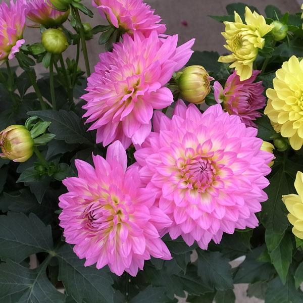 ダリア ダリーニャマキシ サリナス ライトピンク 5号鉢植え 園芸ネット 通販 Yahoo ショッピング